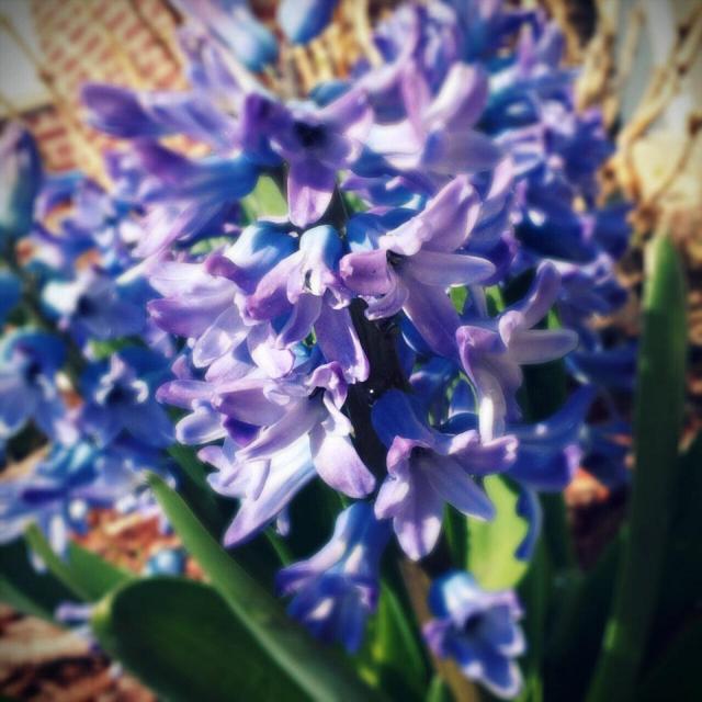 The Hyacinth is the official flower of Nowruz